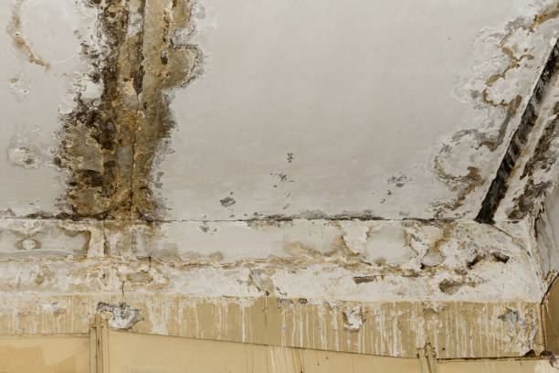 Best Residential Mold Inspection & Testing  in East Jordan, MI